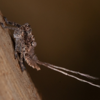 Platybrachys sp. (genus) (A gum hopper) at Symonston, ACT - 23 May 2021 by rawshorty