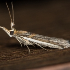 Etiella behrii (Lucerne Seed Web Moth) at Melba, ACT - 21 Nov 2020 by Bron