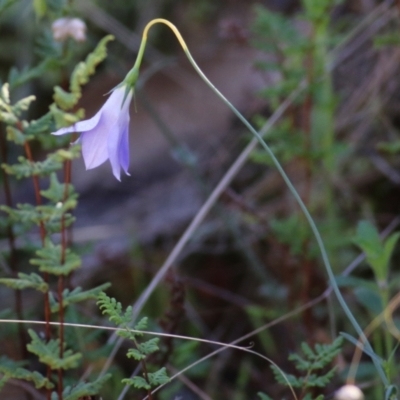 Wahlenbergia stricta subsp. stricta (Tall Bluebell) at Albury - 23 May 2021 by Kyliegw