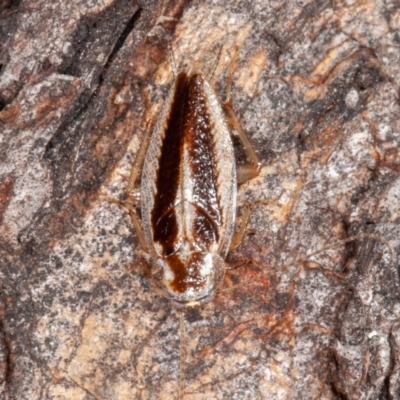 Ectoneura sp. (genus) (Cockroach) at Symonston, ACT - 23 May 2021 by rawshorty