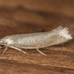 Oecophoridae (family) (Unidentified Oecophorid concealer moth) at Melba, ACT - 20 Nov 2020 by Bron