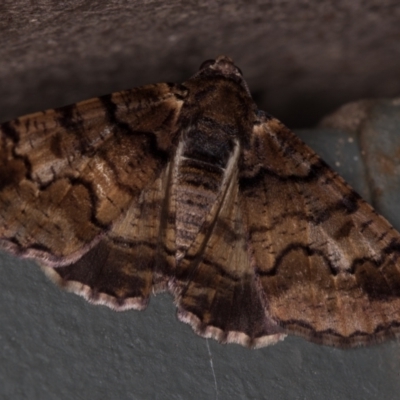 Cryphaea xylina (Woodland Geometrid) at Melba, ACT - 21 Nov 2020 by Bron