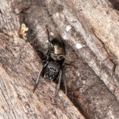 Myrmarachne (genus) (Unidentified Ant-mimic jumping spider) at Symonston, ACT - 23 May 2021 by rawshorty