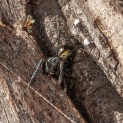 Myrmarachne sp. (genus) at Symonston, ACT - 23 May 2021 12:51 PM