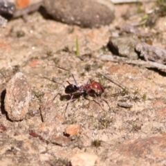 Unidentified Ant (Hymenoptera, Formicidae) at Albury - 23 May 2021 by Kyliegw
