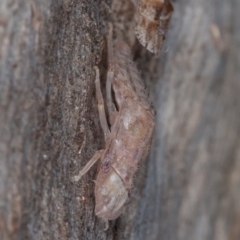 Ledromorpha planirostris at Symonston, ACT - 23 May 2021 12:09 PM