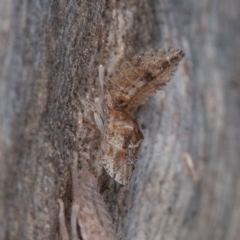 Ledromorpha planirostris at Symonston, ACT - 23 May 2021 12:09 PM