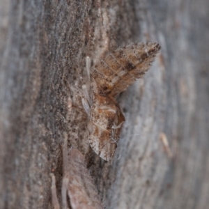 Ledromorpha planirostris at Symonston, ACT - 23 May 2021 12:09 PM