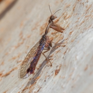 Mantispidae (family) at Symonston, ACT - 23 May 2021 12:02 PM