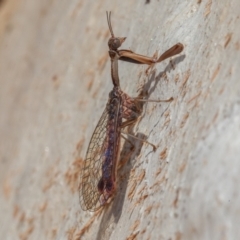 Mantispidae (family) at Symonston, ACT - 23 May 2021 12:02 PM