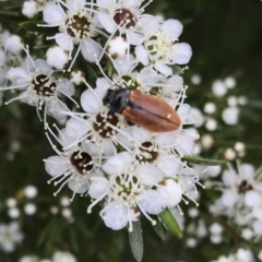 Castiarina subpura (A jewel beetle) at Denman Prospect, ACT - 14 Dec 2020 by Alice