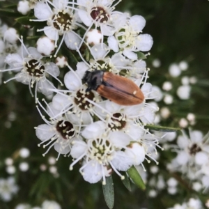 Castiarina subpura at Denman Prospect, ACT - 14 Dec 2020