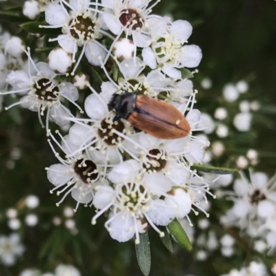 Castiarina subpura (A jewel beetle) at Denman Prospect, ACT - 14 Dec 2020 by Alice