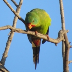 Lathamus discolor (Swift Parrot) at Symonston, ACT - 30 Apr 2021 by Christine