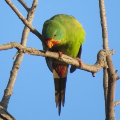 Lathamus discolor (Swift Parrot) at Symonston, ACT - 30 Apr 2021 by Christine