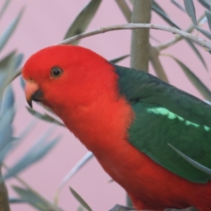 Alisterus scapularis at Ainslie, ACT - 22 May 2021