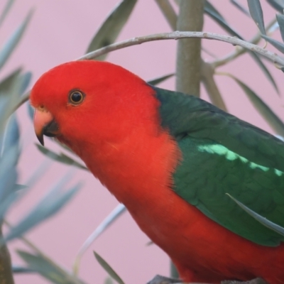 Alisterus scapularis (Australian King-Parrot) at Ainslie, ACT - 22 May 2021 by jbromilow50