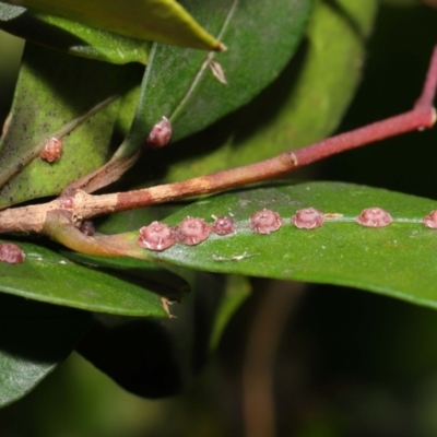 Ceroplastes rubens (Pink Wax Scale or Red Wax Scale) at Acton, ACT - 23 May 2021 by TimL