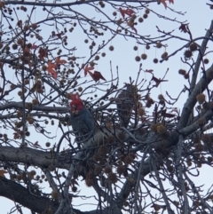 Callocephalon fimbriatum (Gang-gang Cockatoo) at Albury, NSW - 21 May 2021 by ClaireSee