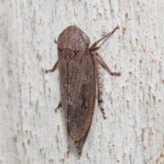 Cicadellidae (family) at Acton, ACT - 18 May 2021