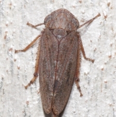 Cicadellidae (family) at Acton, ACT - 18 May 2021