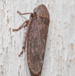 Cicadellidae (family) at Acton, ACT - 18 May 2021