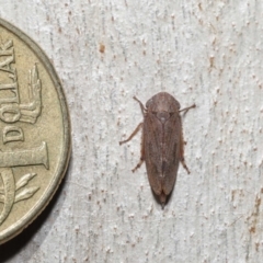 Cicadellidae (family) at Acton, ACT - 18 May 2021