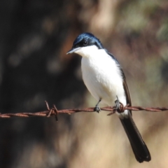 Myiagra inquieta (Restless Flycatcher) at Kambah, ACT - 23 May 2021 by HelenCross