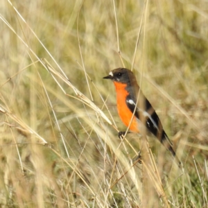 Petroica phoenicea at Kambah, ACT - 23 May 2021