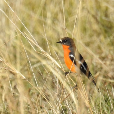 Petroica phoenicea (Flame Robin) at Kambah, ACT - 23 May 2021 by HelenCross