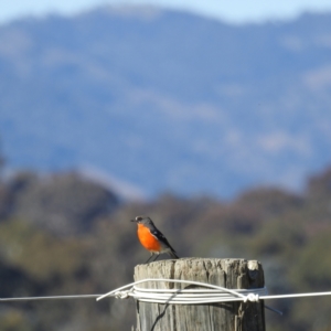 Petroica phoenicea at Kambah, ACT - 23 May 2021