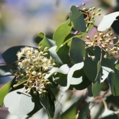 Eucalyptus polyanthemos (Red Box) at Albury - 23 May 2021 by KylieWaldon