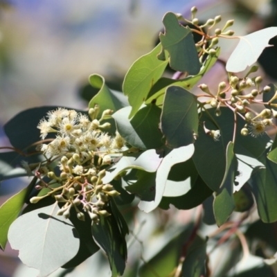 Eucalyptus polyanthemos (Red Box) at Albury - 23 May 2021 by Kyliegw