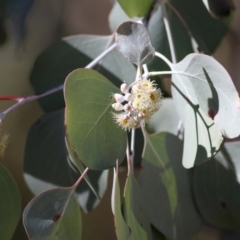 Eucalyptus polyanthemos (Red Box) at Albury, NSW - 23 May 2021 by Kyliegw