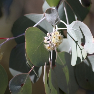 Eucalyptus polyanthemos (Red Box) at Albury, NSW - 23 May 2021 by Kyliegw