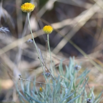 Leucochrysum albicans subsp. albicans (Hoary Sunray) at Albury - 23 May 2021 by Kyliegw
