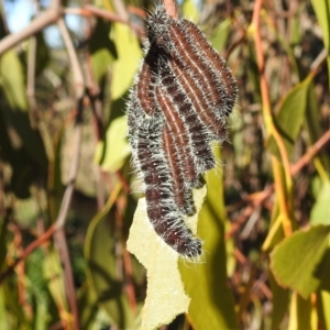 Delias harpalyce at Tuggeranong DC, ACT - suppressed