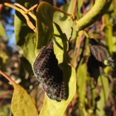 Delias harpalyce at Tuggeranong DC, ACT - suppressed