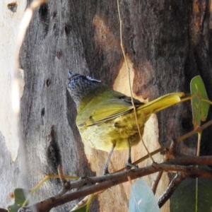 Nesoptilotis leucotis at Kambah, ACT - 23 May 2021