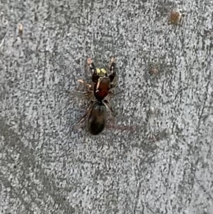 Rhombonotus gracilis at Murrumbateman, NSW - 23 May 2021