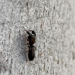 Rhombonotus gracilis at Murrumbateman, NSW - 23 May 2021 03:20 PM