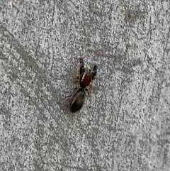 Rhombonotus gracilis at Murrumbateman, NSW - 23 May 2021 03:20 PM