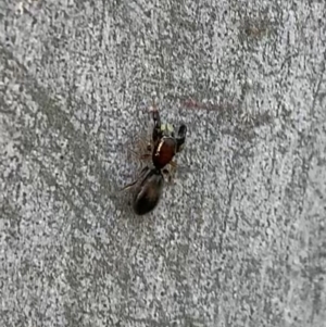 Rhombonotus gracilis at Murrumbateman, NSW - 23 May 2021 03:20 PM