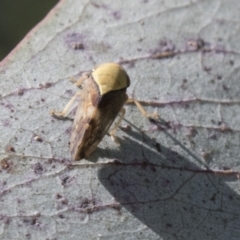 Brunotartessus fulvus (Yellow-headed Leafhopper) at Sth Tablelands Ecosystem Park - 29 Mar 2021 by AlisonMilton