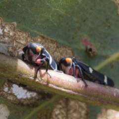 Eurymeloides pulchra (Gumtree hopper) at National Arboretum Woodland - 29 Mar 2021 by AlisonMilton