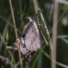 Heteronympha merope (Common Brown Butterfly) at Molonglo Valley, ACT - 30 Mar 2021 by AlisonMilton