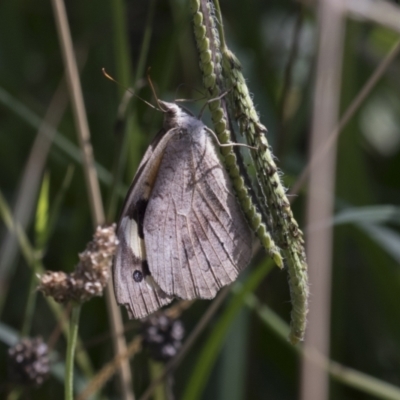 Heteronympha merope (Common Brown Butterfly) at National Arboretum Woodland - 29 Mar 2021 by AlisonMilton