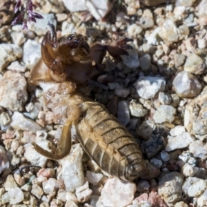 Gryllotalpa sp. (genus) at Molonglo Valley, ACT - 30 Mar 2021