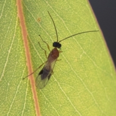 Braconidae sp. (family) at Molonglo Valley, ACT - 29 Mar 2021 by AlisonMilton