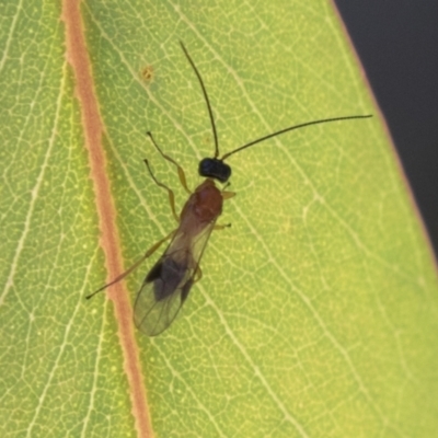 Braconidae (family) at Molonglo Valley, ACT - 29 Mar 2021 by AlisonMilton